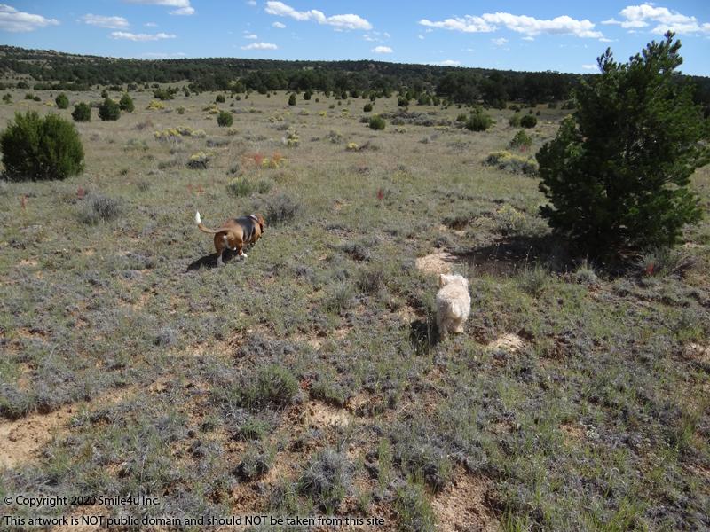 10 acres in Candy Kitchen New Mexico
